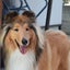 画像 かわいいコリー犬　ジャッキーのユーザープロフィール画像