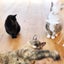 画像 ３匹の猫と我が家の記録。〜ミニマルライフを目指して〜のユーザープロフィール画像