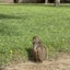 lamamaのサムネイル
