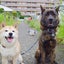 画像 柴犬エミーと甲斐犬ハルヱの日々徒然『川沿いに歩く』のユーザープロフィール画像