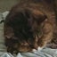 山本 健二（画像は愛猫キャンちゃん） のサムネイル
