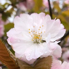 learnarikoのプロフィール