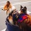 いちごのサムネイル