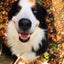 画像 お犬たちとシモベの生活のユーザープロフィール画像