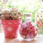 画像 zelkova's aroma garden ＊植物に囲まれた生活と花雑貨作り＊のユーザープロフィール画像