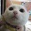 パンコアネキのサムネイル