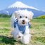 もちこのサムネイル