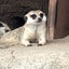 やまびこのサムネイル