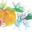 画像 石川県金沢市 タロットカウンセラー★みかんの花のユーザープロフィール画像
