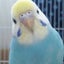 インコのサムネイル