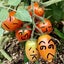 画像 矮性ミニトマトの栽培日記のユーザープロフィール画像