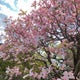 ちゅん丸ありころのおすすめのサムネイル