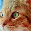 ねこあめのサムネイル
