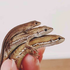 三毛猫のプロフィール