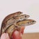 三毛猫のカナヘビ成長記録