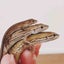 画像 三毛猫のカナヘビ成長記録のユーザープロフィール画像