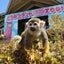 画像 箱根、芦ノ湖畔のふれあい動物園　のユーザープロフィール画像