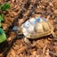 タルテのサムネイル