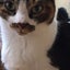 画像 立川市ボランティア　砂川猫のユーザープロフィール画像