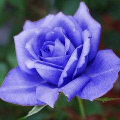 蒼月🌛のプロフィール