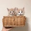 ねこの『きなことシュクル』のサムネイル