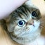 アムネのサムネイル