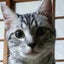 画像 あめうな猫ちゃんねるのブログのユーザープロフィール画像
