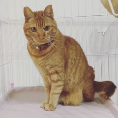 ちゅみちゅみこ（猫いっぱい）のプロフィール