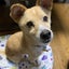画像 ぷうの保護犬預かりブログのユーザープロフィール画像