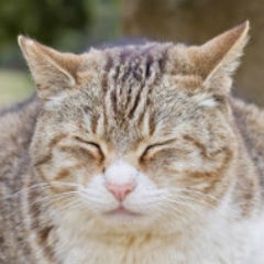 猫村にゃん吉のプロフィール