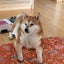 ふーちゃんのサムネイル