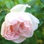 画像 佳子さんの薔薇日記のユーザープロフィール画像