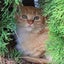 もも丸のサムネイル