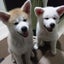 画像 子供4人と秋田犬5匹の子育てブログのユーザープロフィール画像
