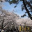 桜もち食べ三郎のサムネイル