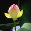 花蓮のサムネイル