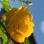 画像 大好きな庭の植物達と四季を感じて… やまぶきのブログ。のユーザープロフィール画像