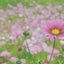 きじんこのサムネイル
