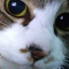 き★りんのプロフィール