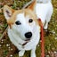ふわふわしっぽのサムネイル