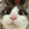 マメコロのプロフィール