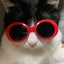画像 はちわれ猫われちゃんと強欲な飼い主するめの日記のユーザープロフィール画像