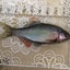 淡水魚好きのサムネイル