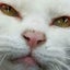 ねこもなかのサムネイル