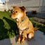 画像 保護犬リッキー　力丸　tibikusomanboのブログのユーザープロフィール画像