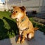 保護犬リッキー　力丸　tibikusomanboのサムネイル