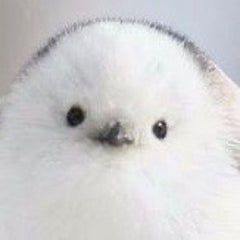 Hicyのプロフィール