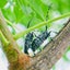 画像 親子で昆虫採集＆飼育日記＠大阪のユーザープロフィール画像