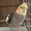 dottoのサムネイル