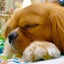 かずたろうのサムネイル